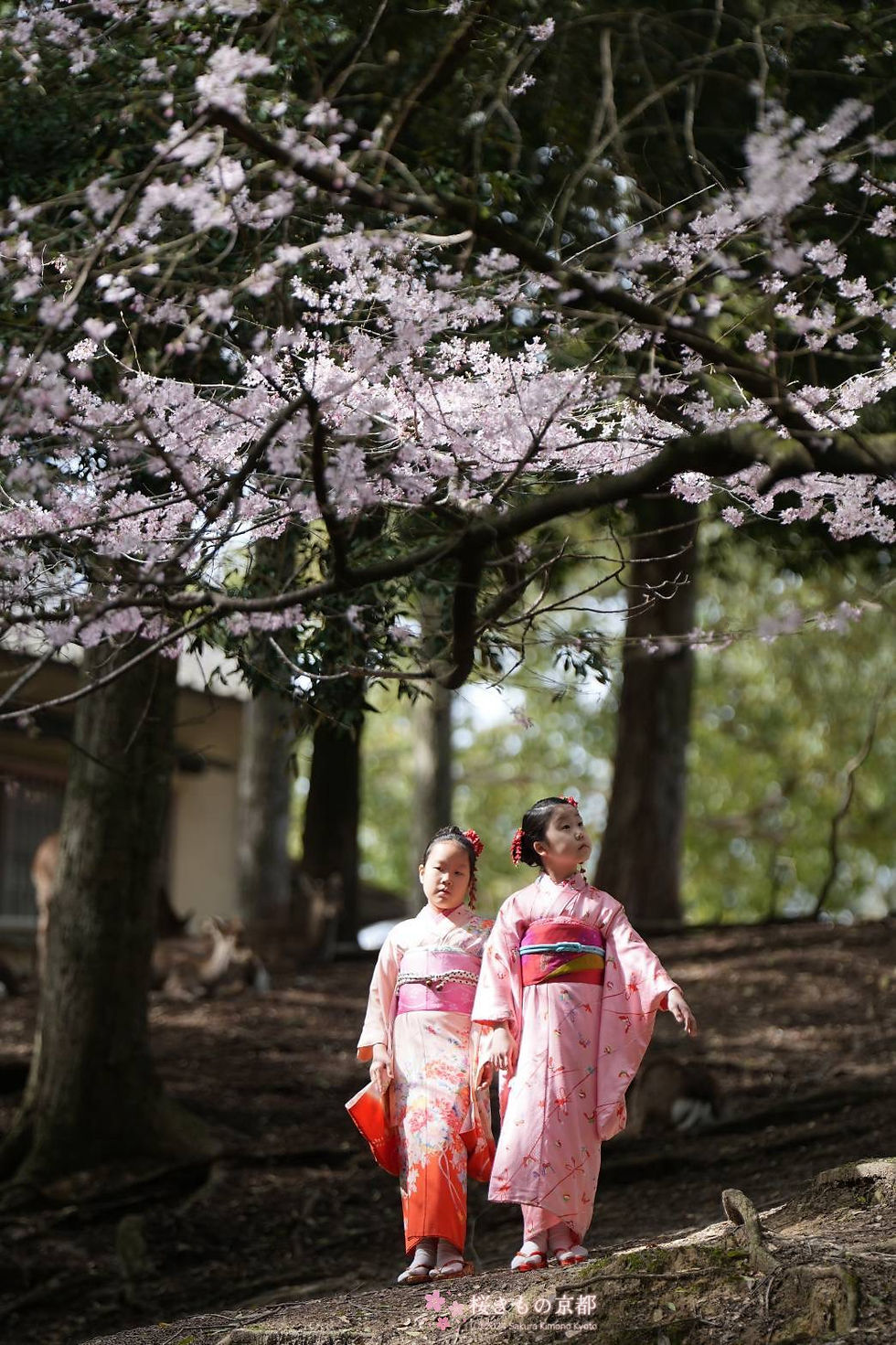 Encantadora sesión de fotografía con kimono para niños durante la temporada de floración de los cerezos en Kioto, con suaves pétalos de sakura rosa que crean una atmósfera primaveral mágica.