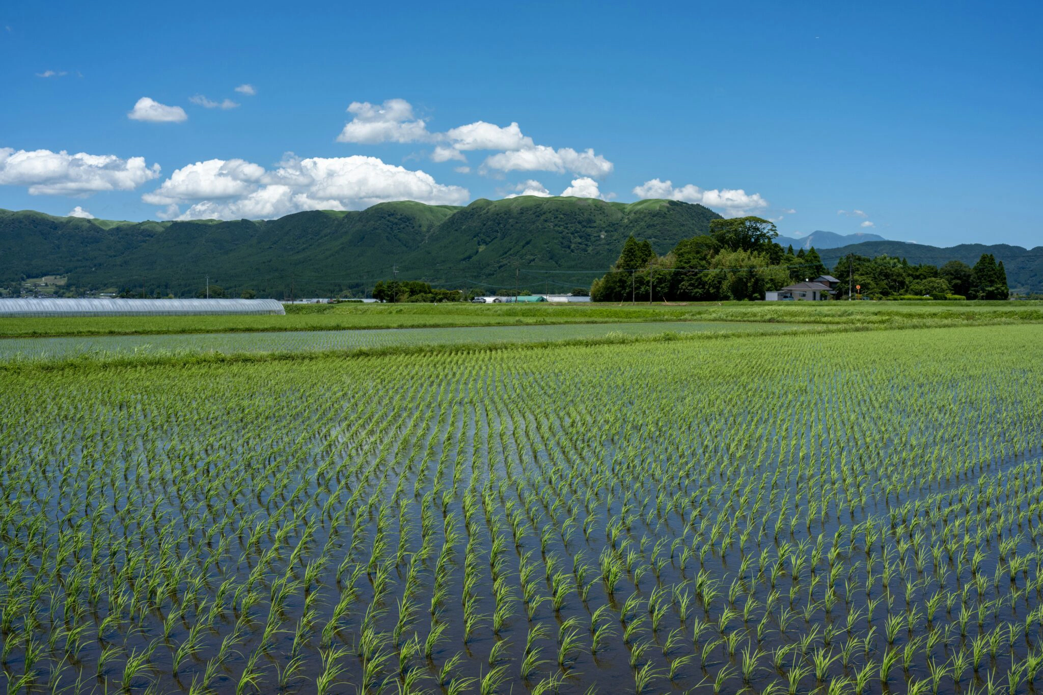 Festivales agrícolas de Kioto