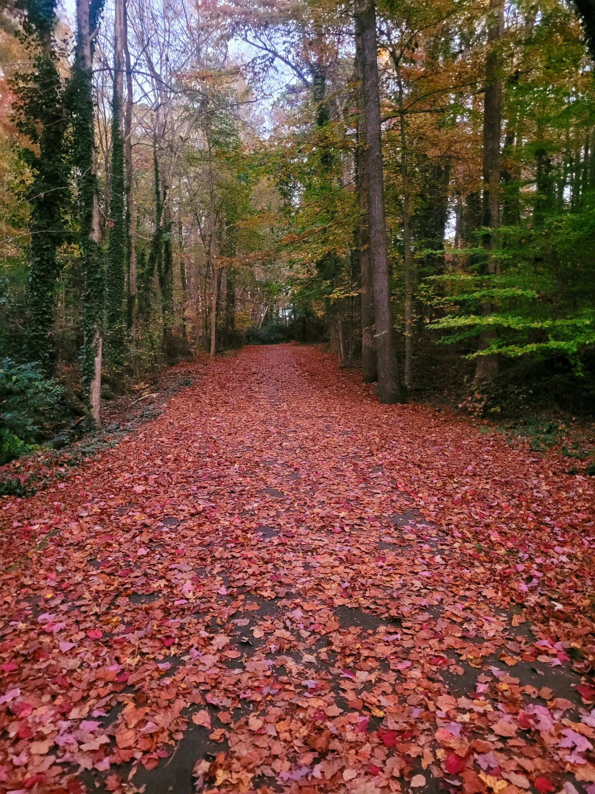 Experimentar Momiji en Kioto