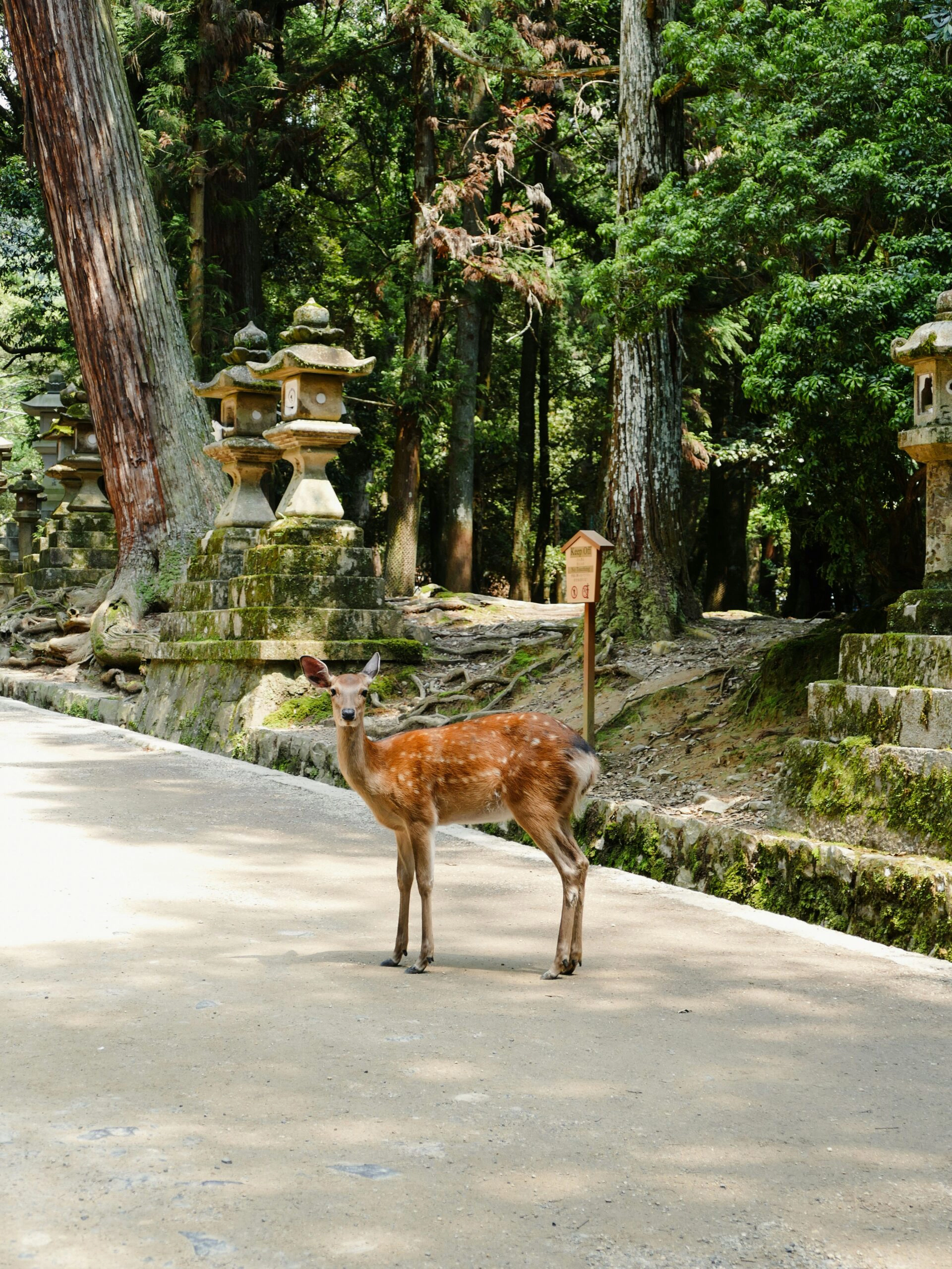 Explorando Nara en kimono: Templos, ciervos y tradición