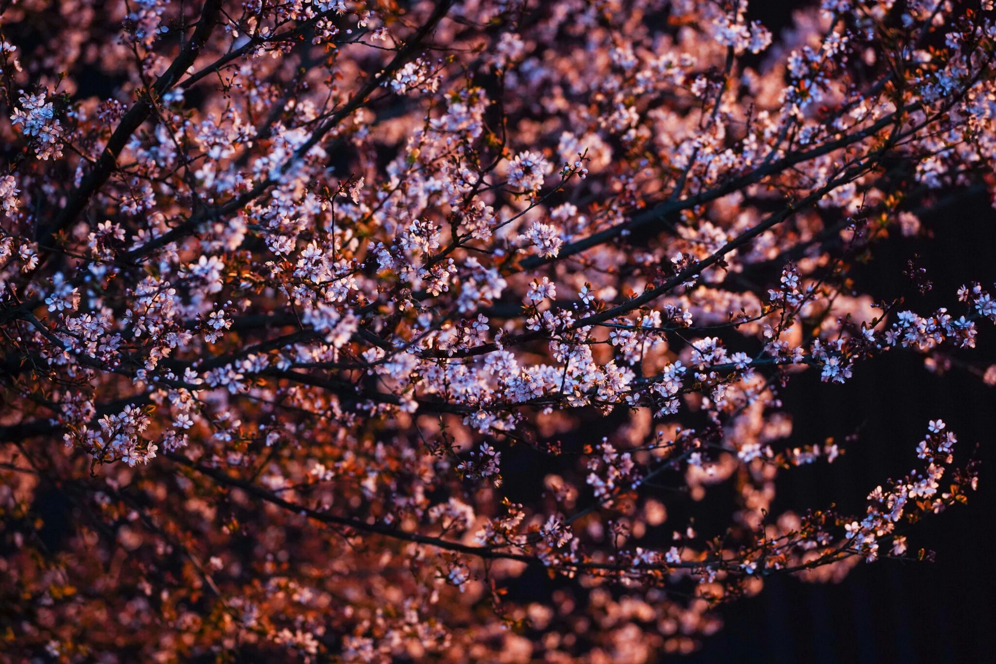 Disfruta del Hanami nocturno con un kimono.